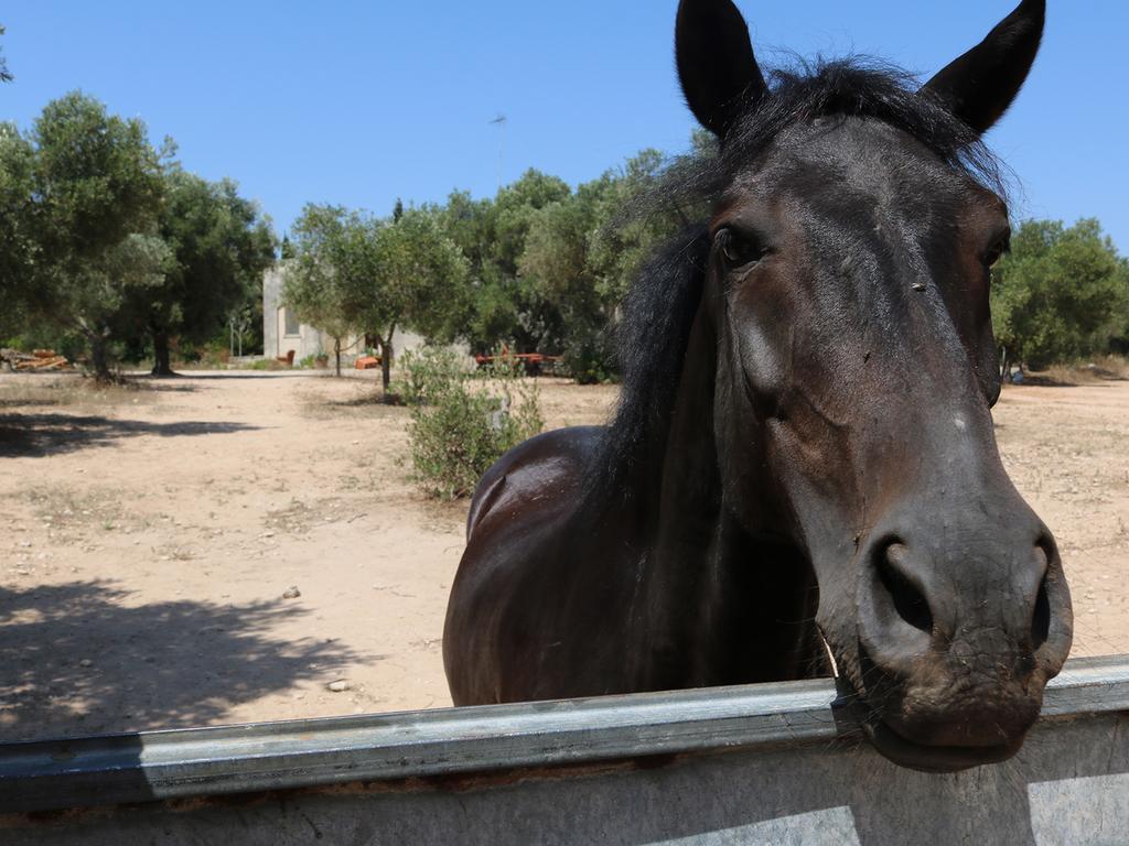 La Trottoria Agriturismo Otranto Bagian luar foto